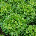 Salade Batavia Bio