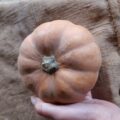 Courge Carat Bio -  Environ 1,2 kg