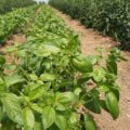 Basilic Bio 50g -2€
