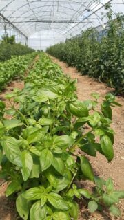Basilic Bio 50g -2€