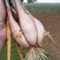 Echalotes Bio - 250g