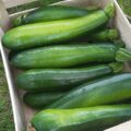 Lot de courgettes bio 3kg