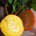 BETTERAVE GOLDEN bio 1.4€/500g