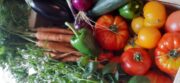 Tomates Bio 1 kg