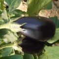 PROMO Aubergines Bio 3 kg