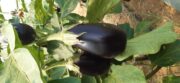 PROMO Aubergines Bio 3 kg