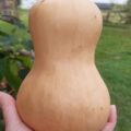 Butternut Bio 1,2 kg