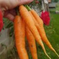Carottes Bio 500g