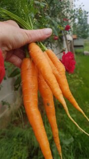 Carottes Bio 500g