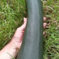Grosse Courgette Bio