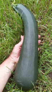 Grosse Courgette Bio