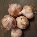 Ail Bio - 200g