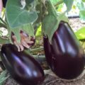 Aubergine Bio 400g