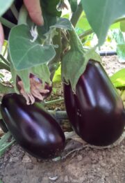 Aubergine Bio 400g