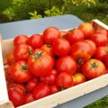COLIS DE TOMATES Sauce Bio 3 kg