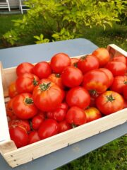 COLIS DE TOMATES Sauce Bio 3 kg