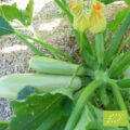 Courgette Blanche Bio - 500 g