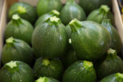 Lot de 2 courgettes rondes Bio