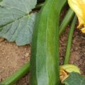 Courgettes Vertes BIO 500g