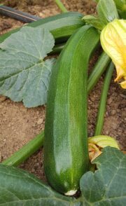 Courgettes Vertes BIO 500g