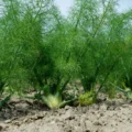 Fenouil Bio -300g Bio