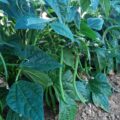 Haricots Verts Bio - 500g
