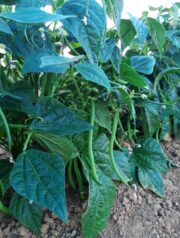 Haricots Verts Bio - 500g