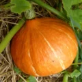 Potimarron Bio - 1.3kg environ