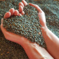 Lentilles Vertes Bio 1kg