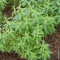 Verveine Bio Gros bouquet